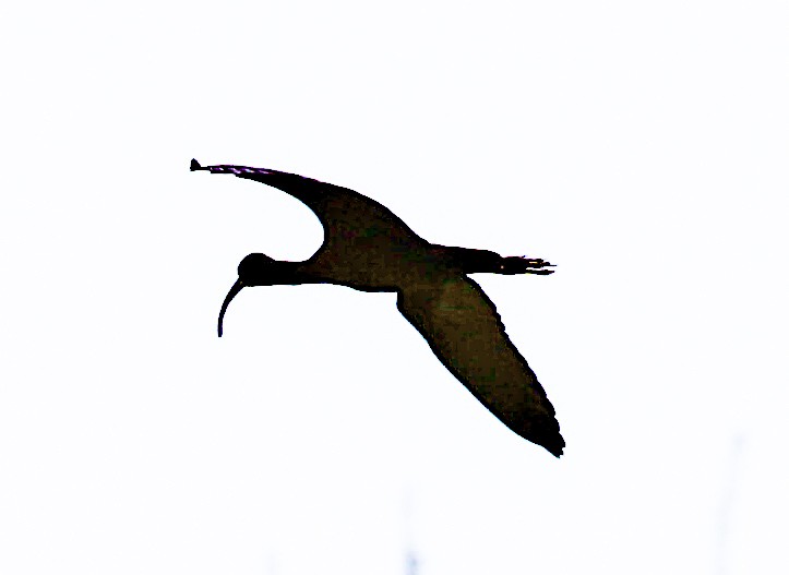 White-faced Ibis - ML153805341