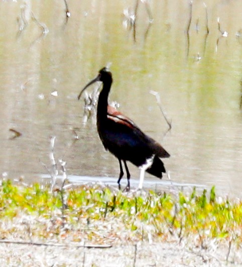 ibis americký - ML153805411