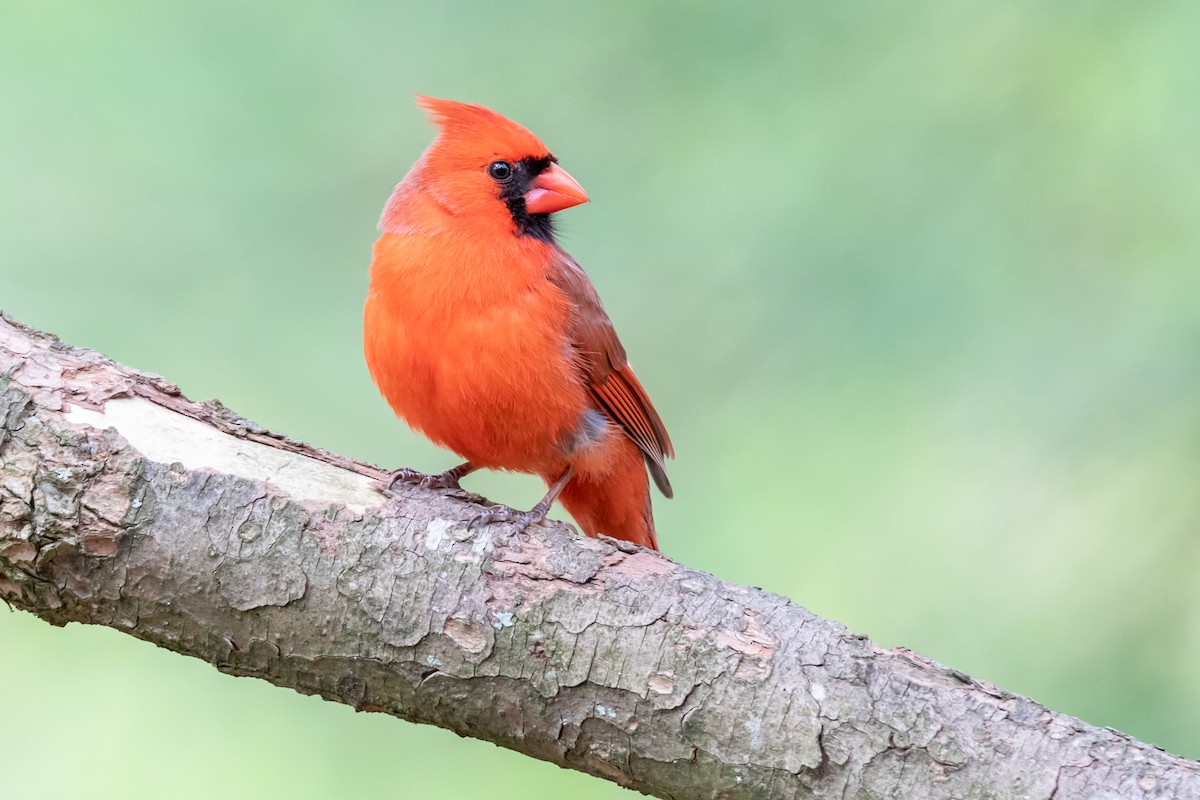 Northern Cardinal - ML153805711