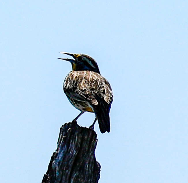 Western Meadowlark - ML153805871