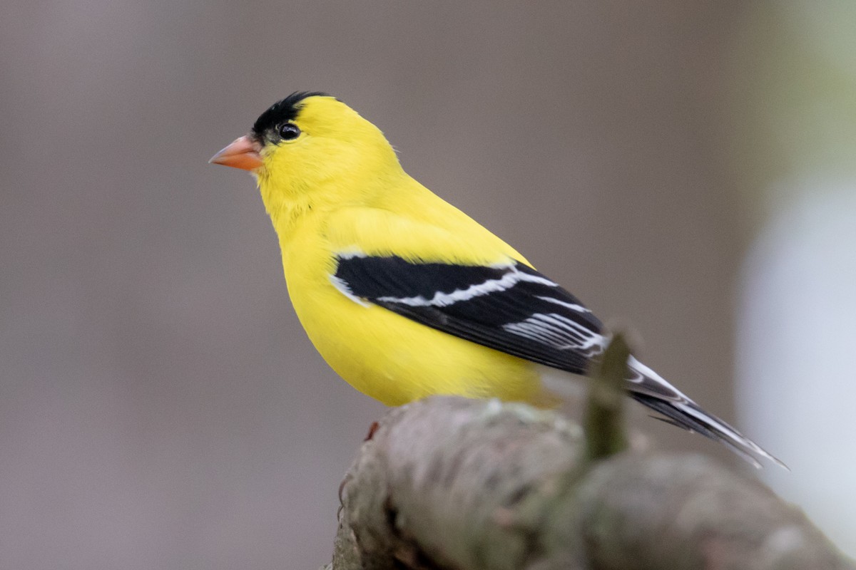 American Goldfinch - ML153805901