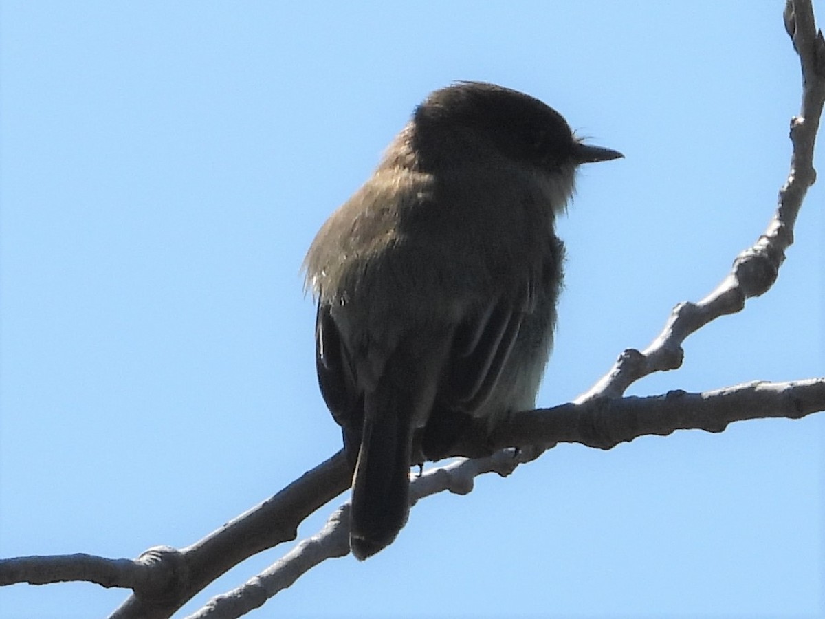 Eastern Phoebe - Gil Aburto-Avila