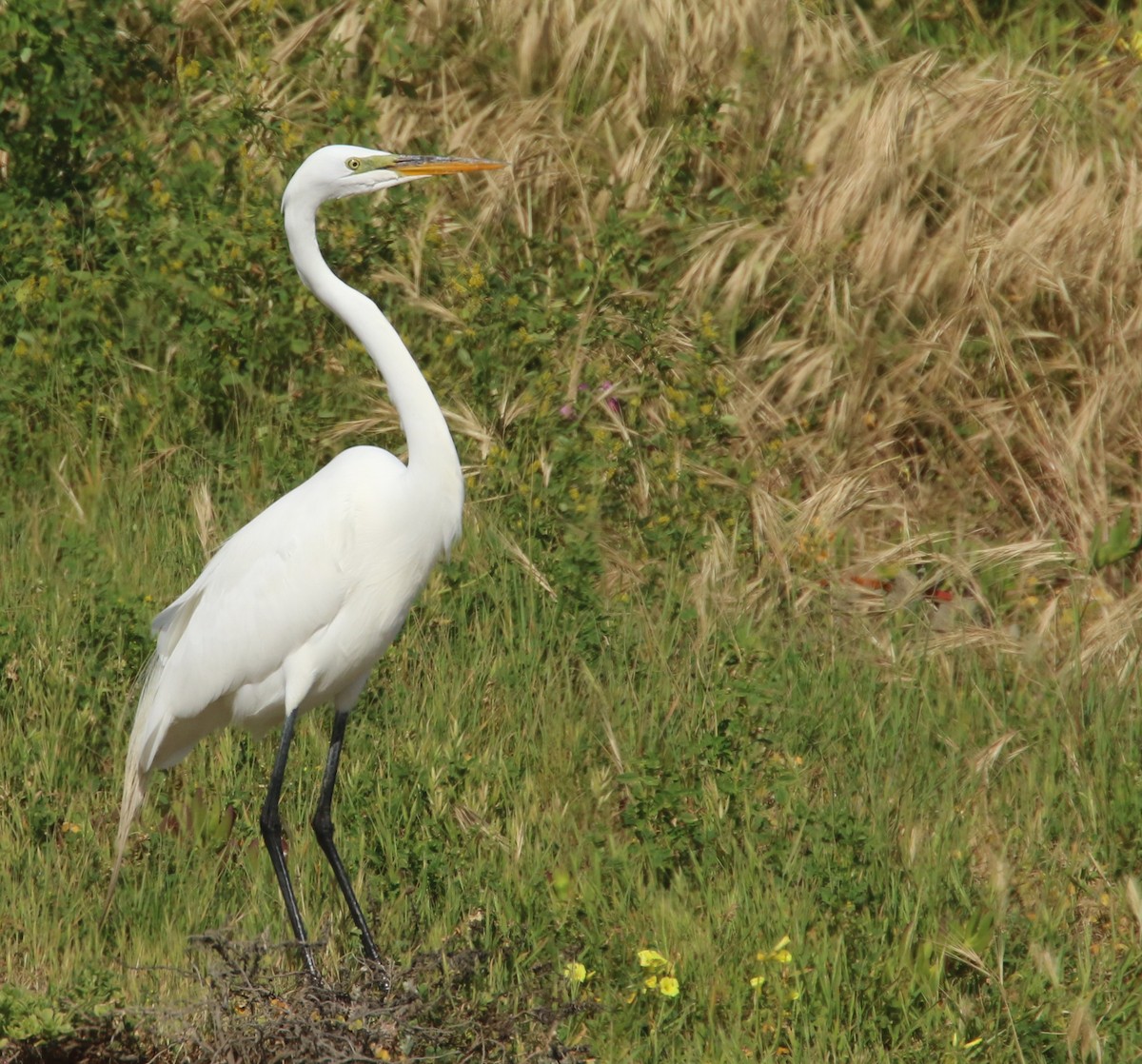 Grande Aigrette - ML153806661