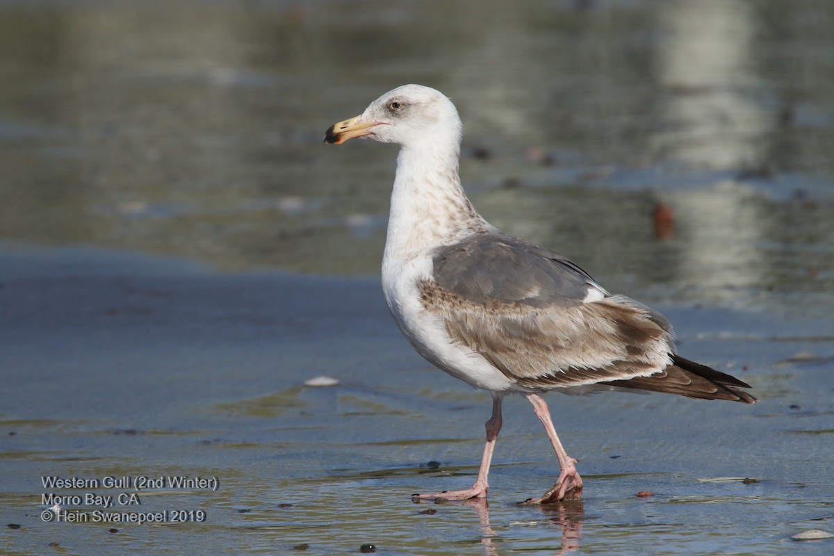 Gaviota Occidental - ML153806821