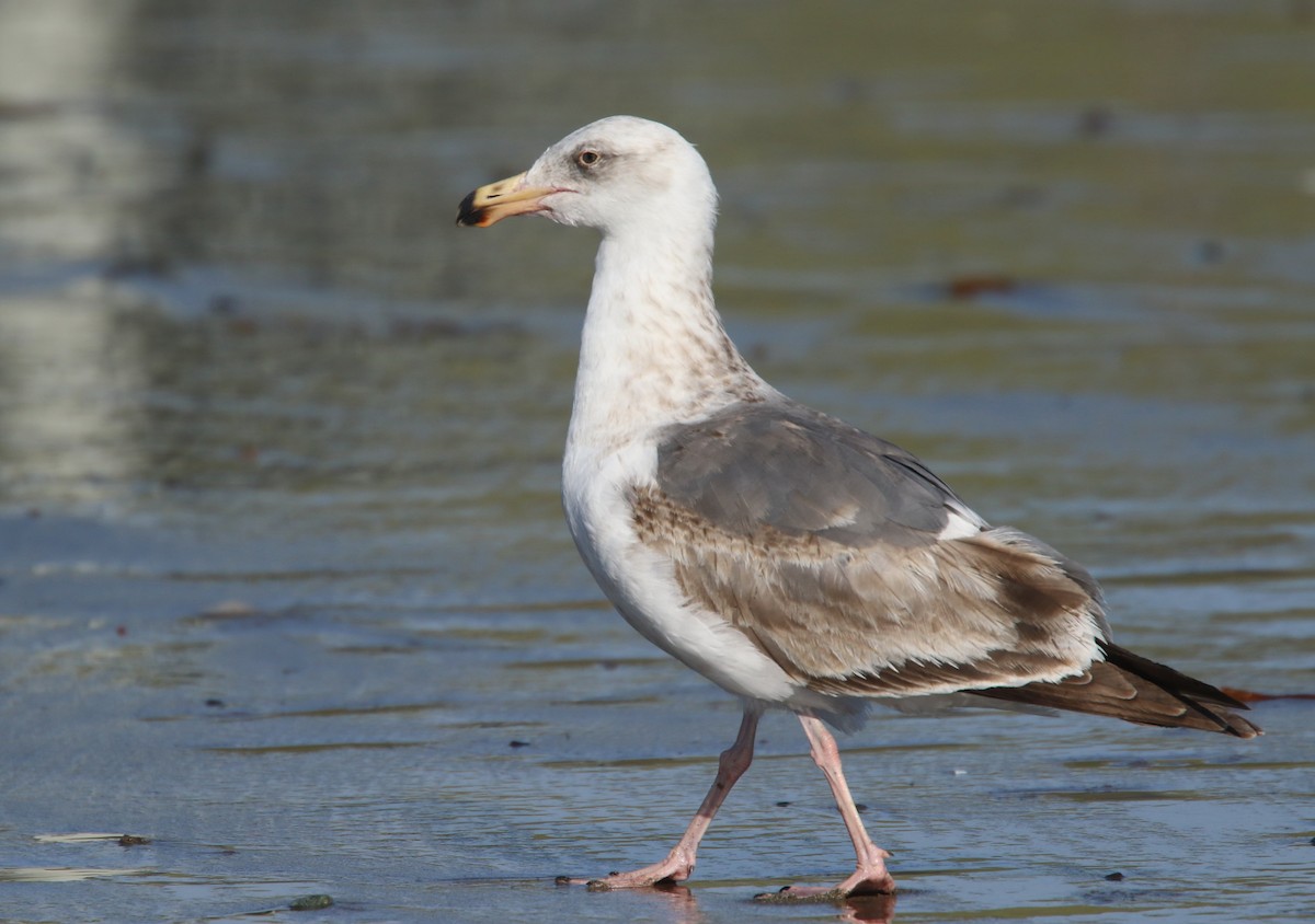 Western Gull - Hendrik Swanepoel