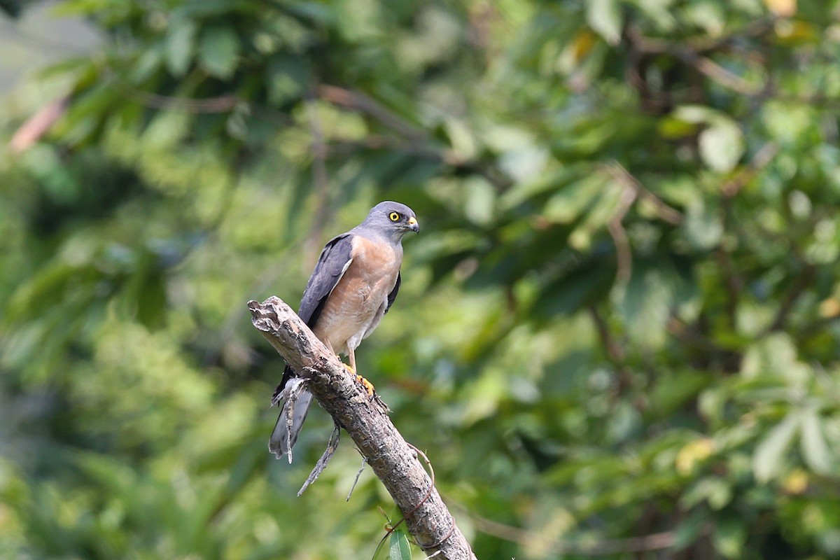 Chinese Sparrowhawk - Roman Lo