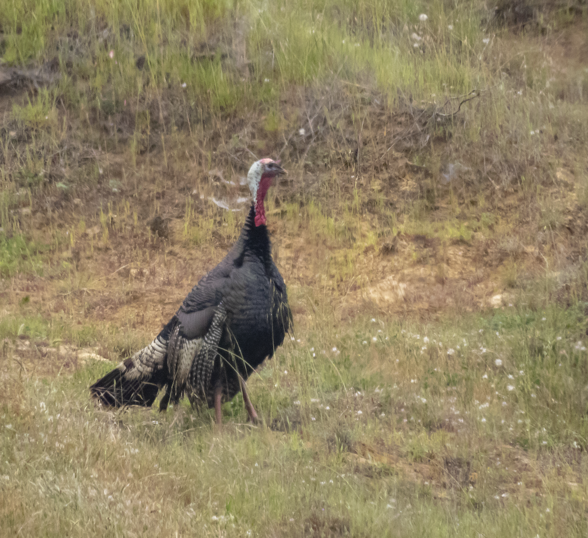 Wild Turkey - ML153807731