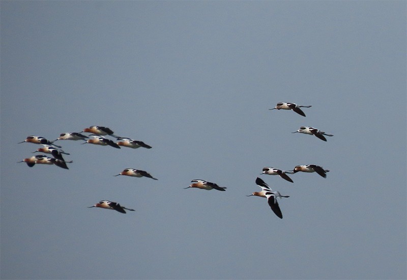 Avoceta Americana - ML153808201