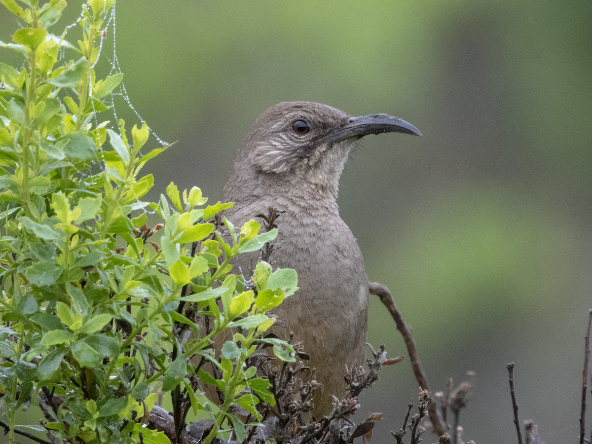 California Thrasher - ML153808281