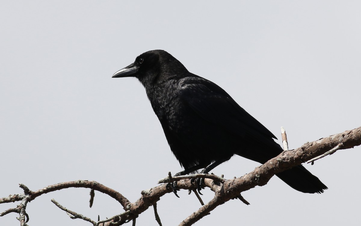 American Crow - Brendan McKay