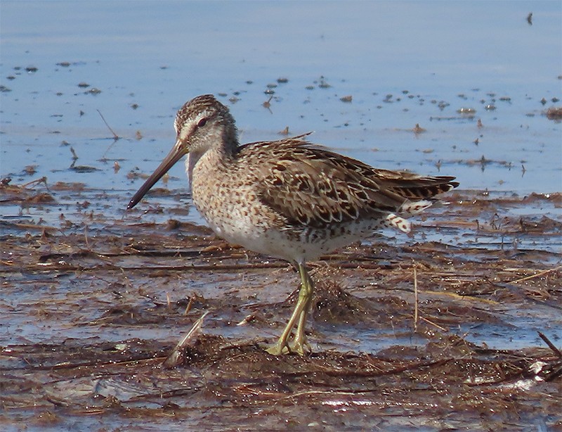 Short-billed Dowitcher - ML153808361