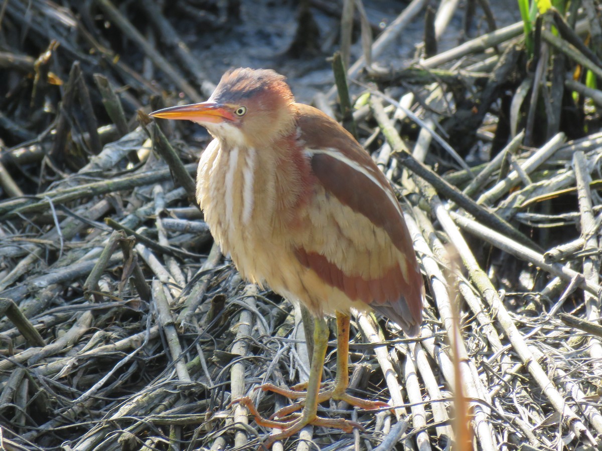 Least Bittern - ML153808391