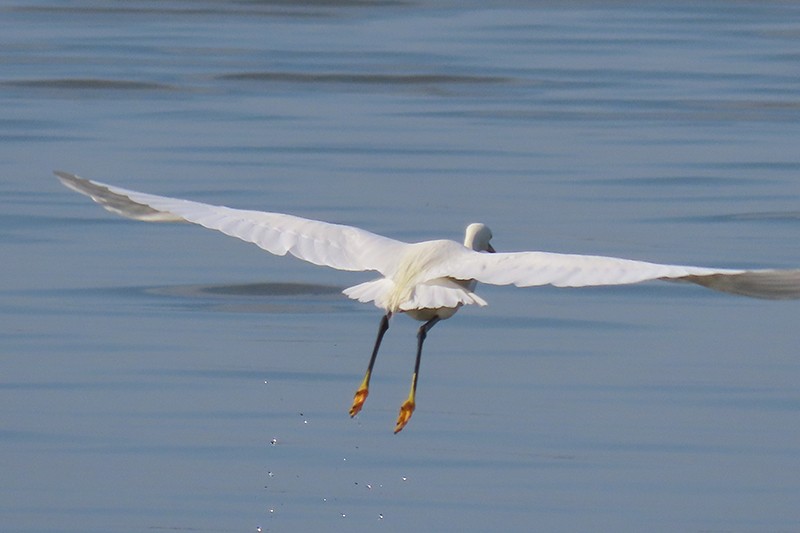 Snowy Egret - ML153808621