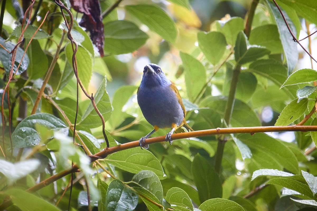 Blue-capped Tanager - Sergio Castro Díaz