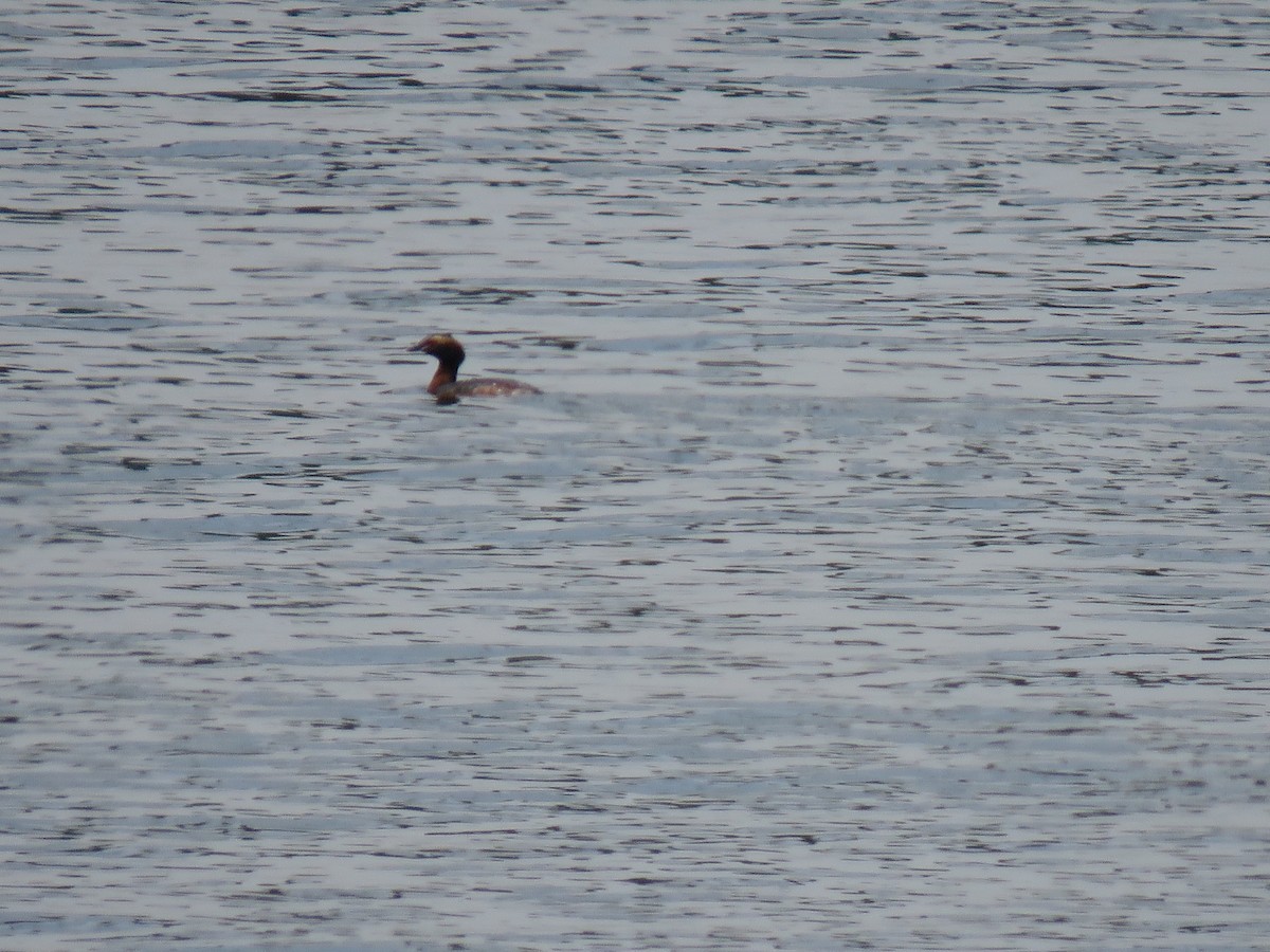 Horned Grebe - ML153808991