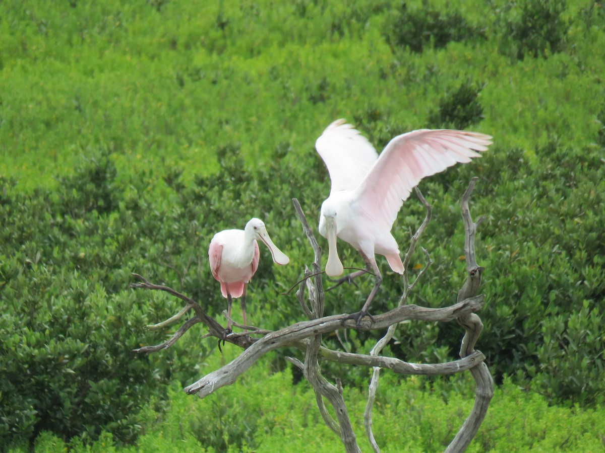 Roseate Spoonbill - ML153809001