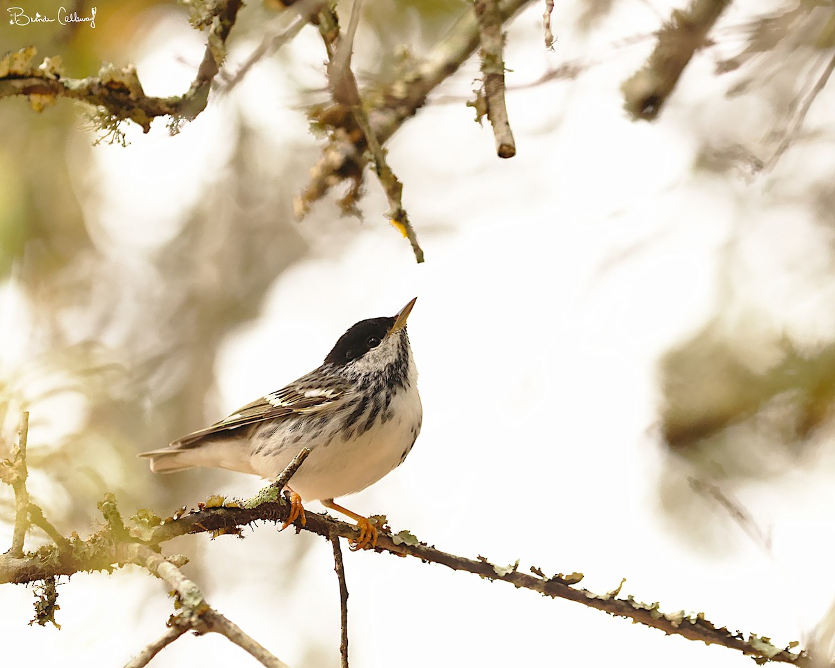 Blackpoll Warbler - ML153809081