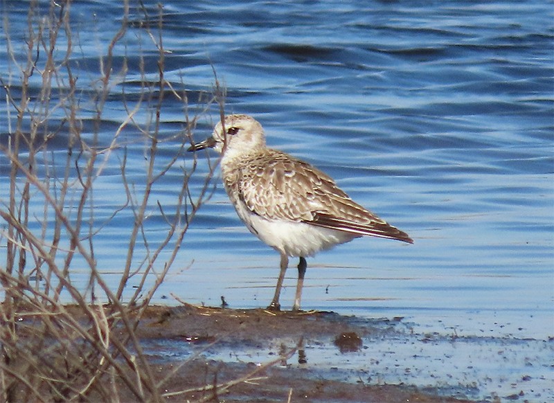 Black-bellied Plover - ML153809361