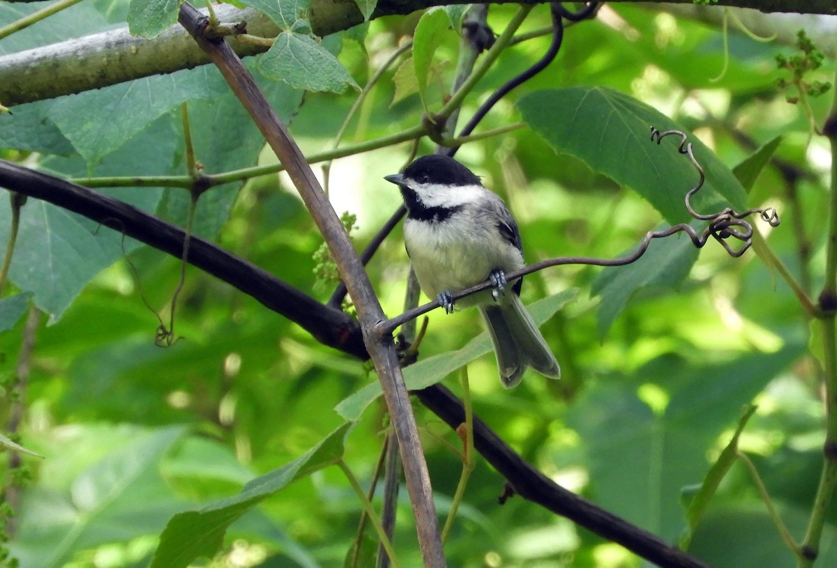 Carolina Chickadee - ML153809641