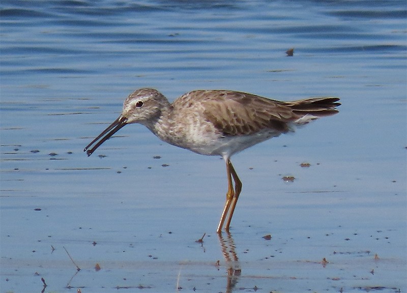 Stilt Sandpiper - ML153809741