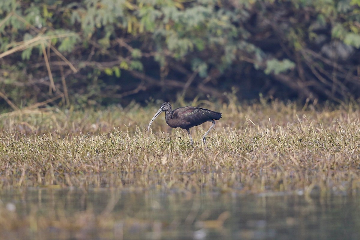 ibis hnědý - ML153809781