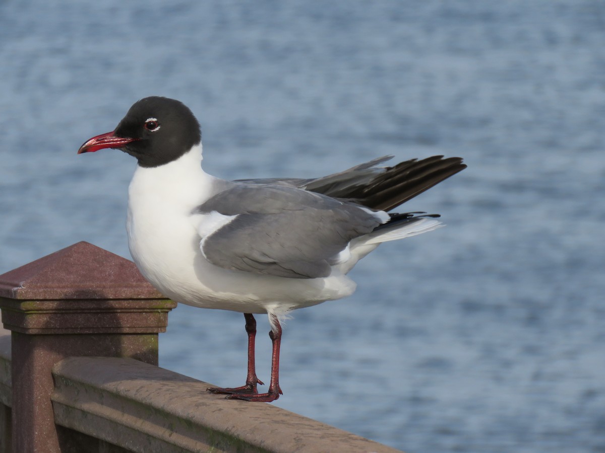 Laughing Gull - ML153809911