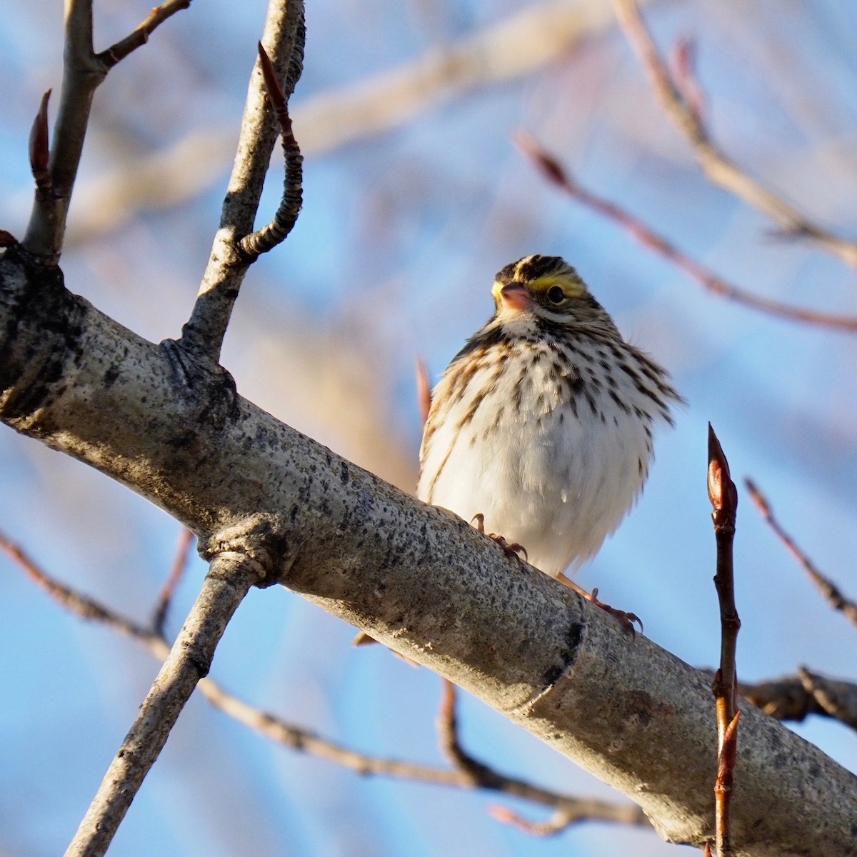 Savannah Sparrow - Bruce Gates