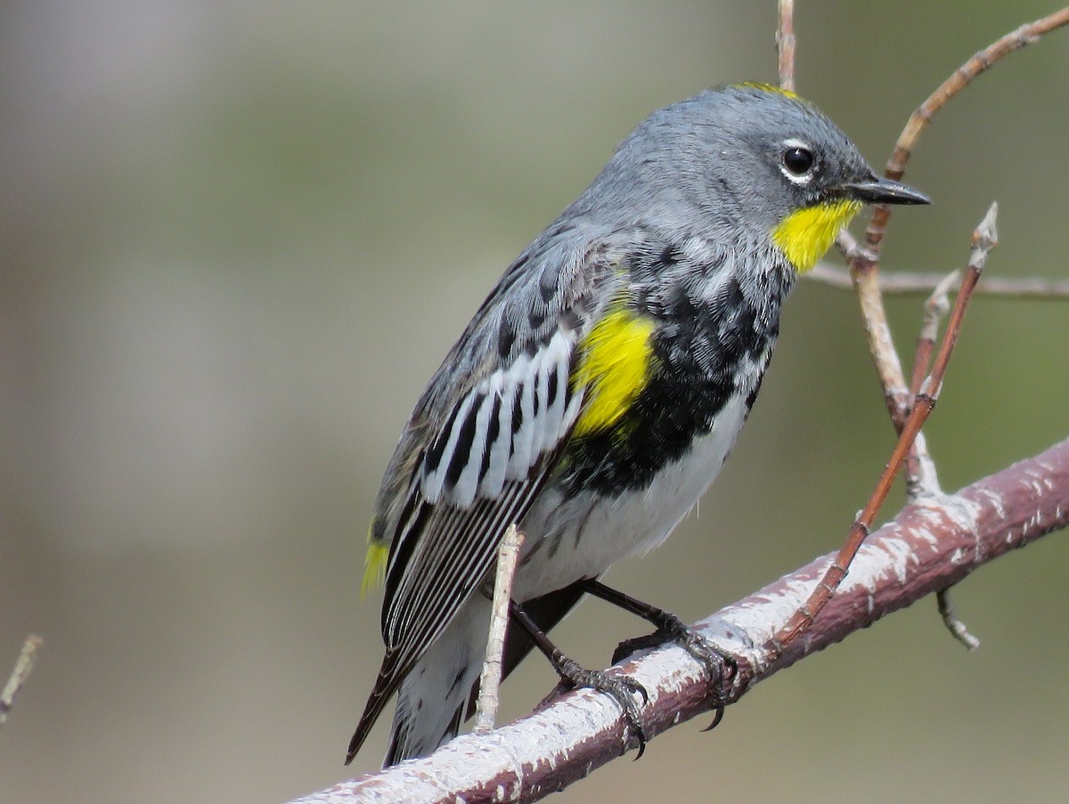 Yellow-rumped Warbler (Audubon's) - Nick Swan