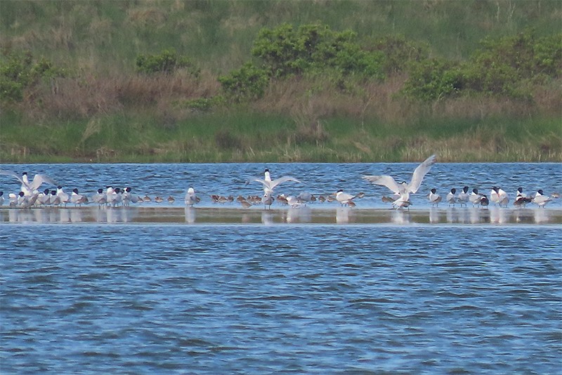 Royal Tern - ML153810391