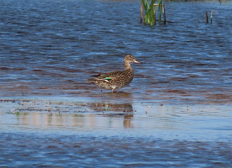 Cerceta Común - ML153810691