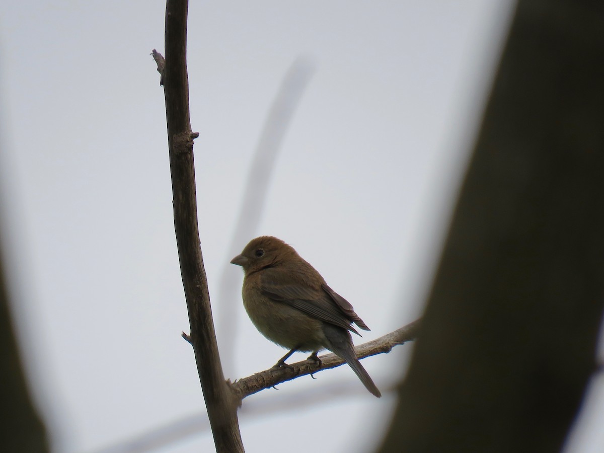 Varied Bunting - ML153811681