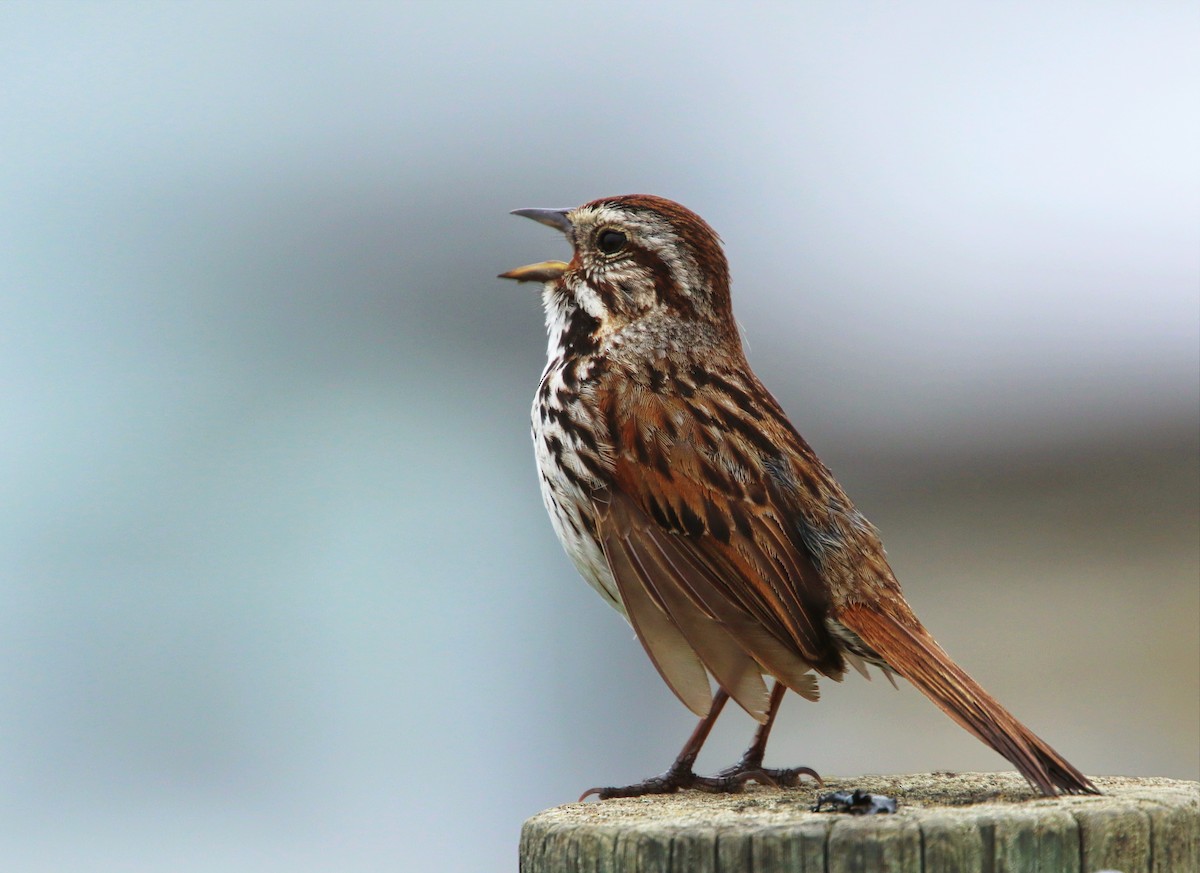 Song Sparrow - ML153811881