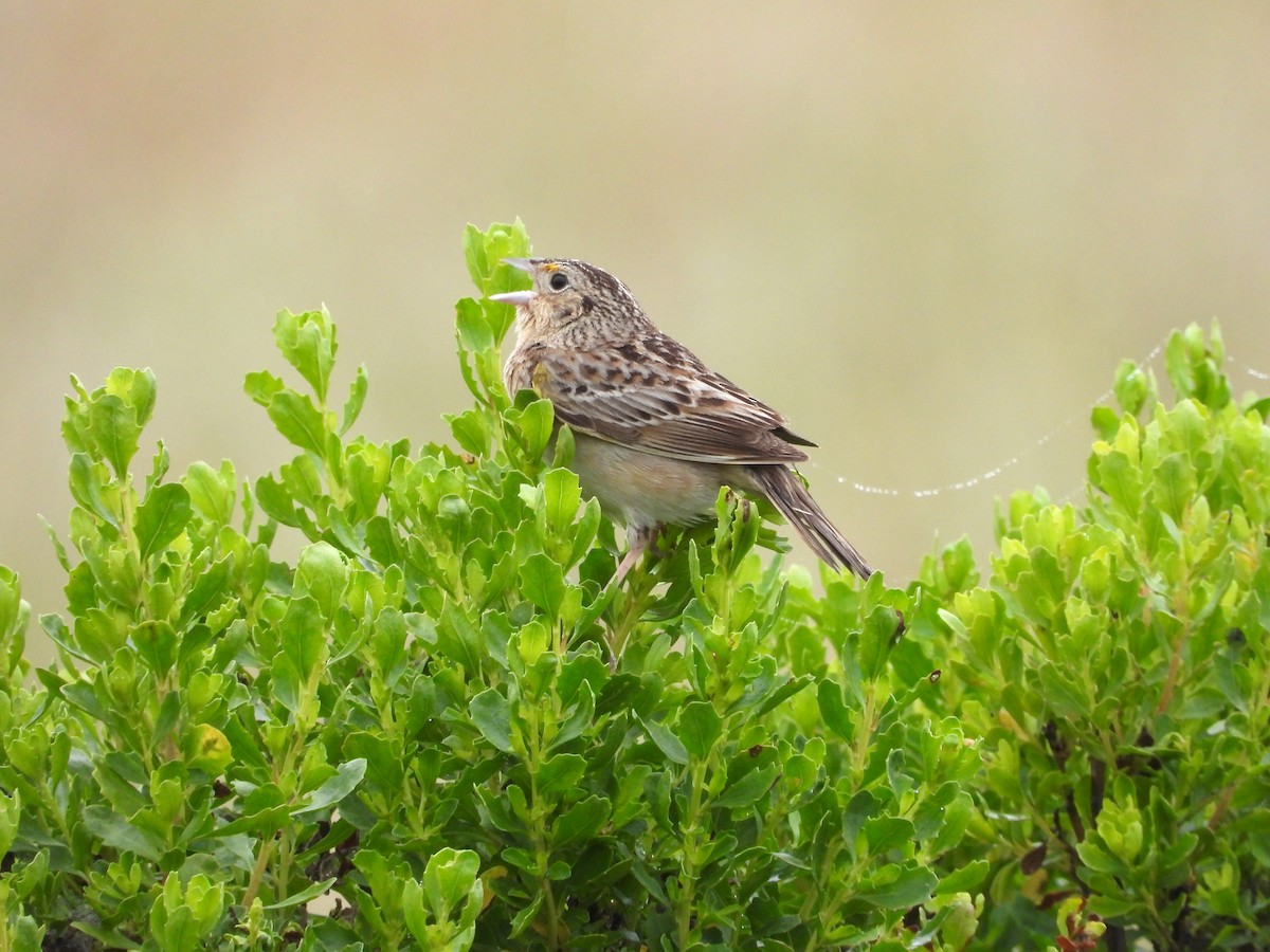 Grasshopper Sparrow - ML153811951