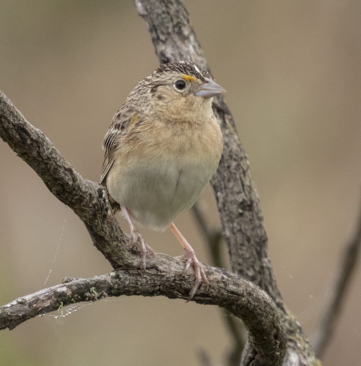 Grasshopper Sparrow - ML153812001