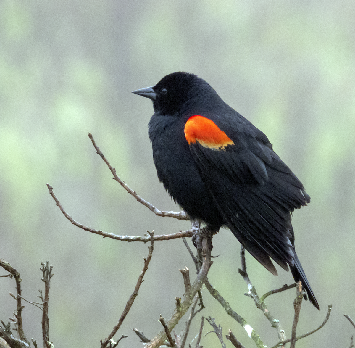 Red-winged Blackbird - ML153812331