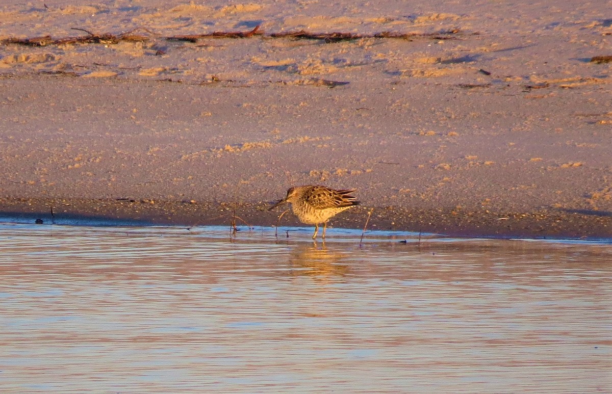 Stilt Sandpiper - ML153812371