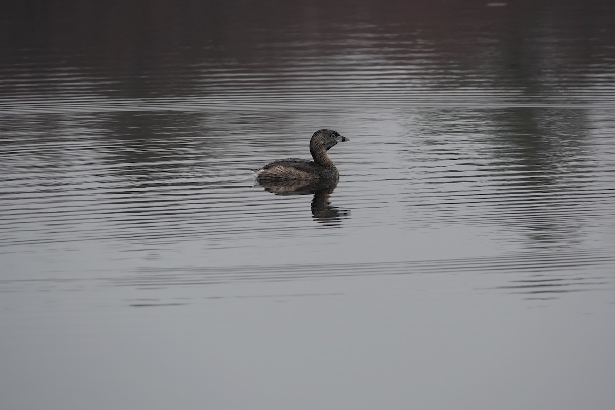 Pied-billed Grebe - Diane LeBlanc