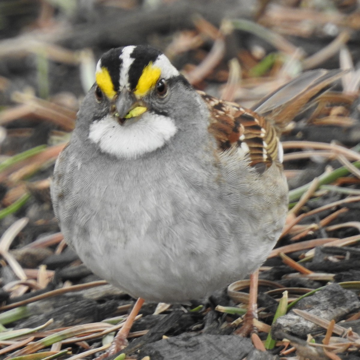 White-throated Sparrow - ML153812791