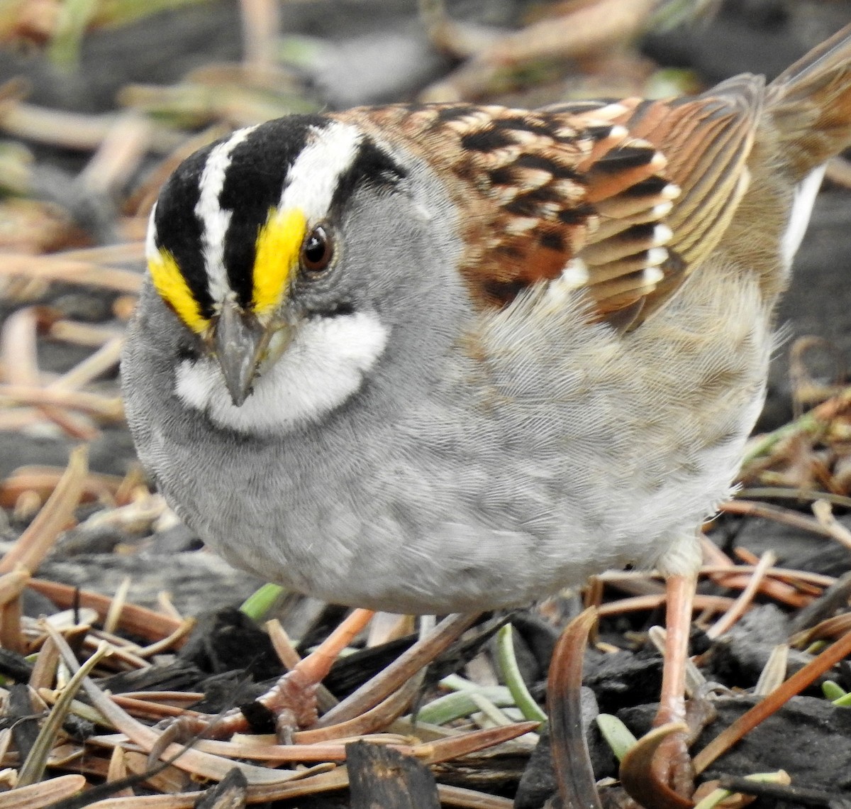 White-throated Sparrow - ML153812811