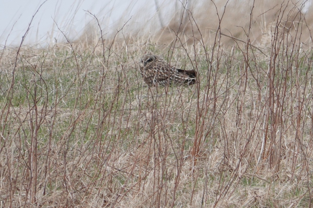 Short-eared Owl - Diane LeBlanc