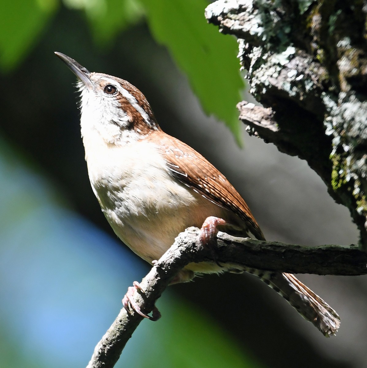 Carolina Wren - ML153813791