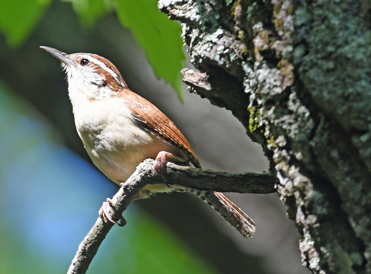 Carolina Wren - ML153813801