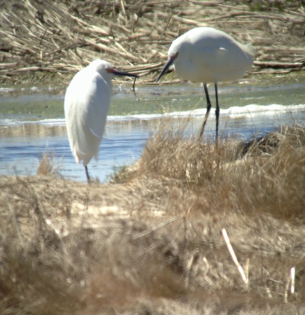 Little Egret - ML153814171