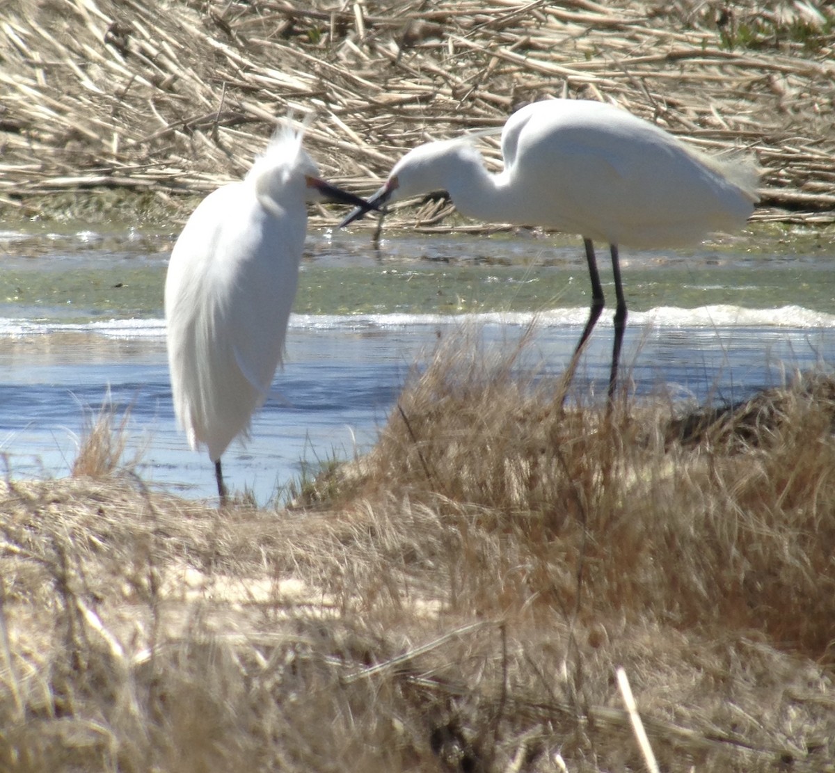 Little Egret - ML153814391