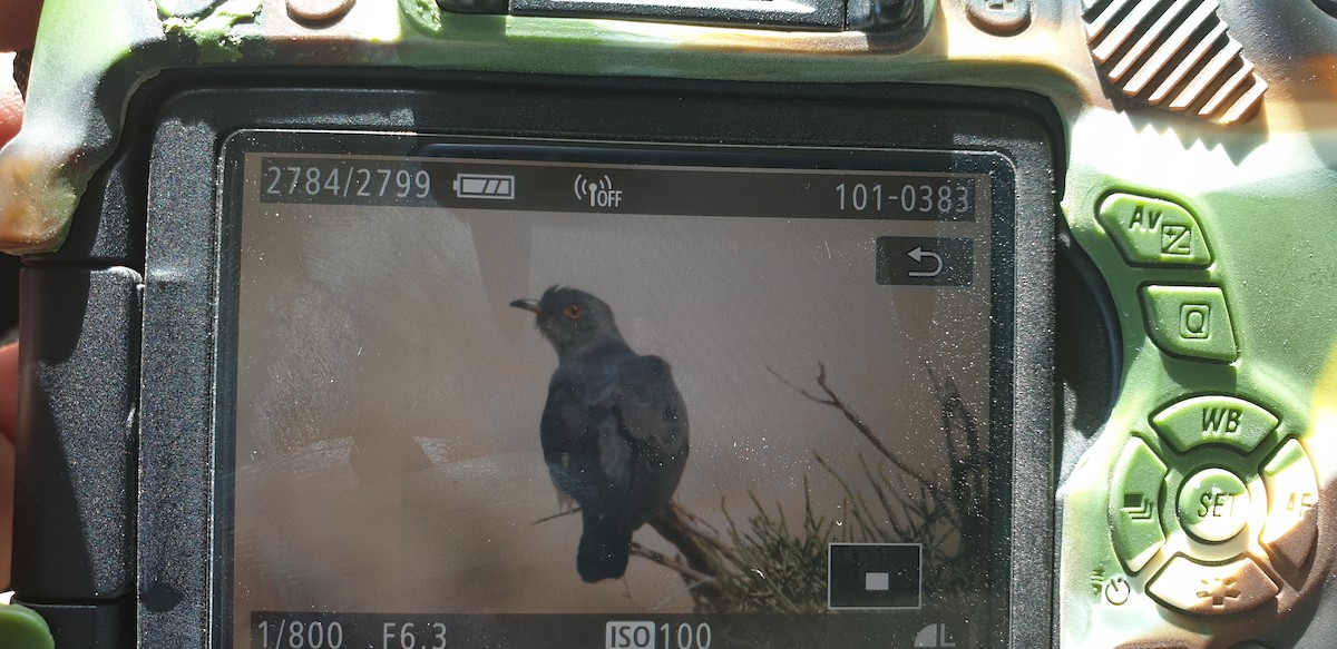 Common Cuckoo - ML153814761