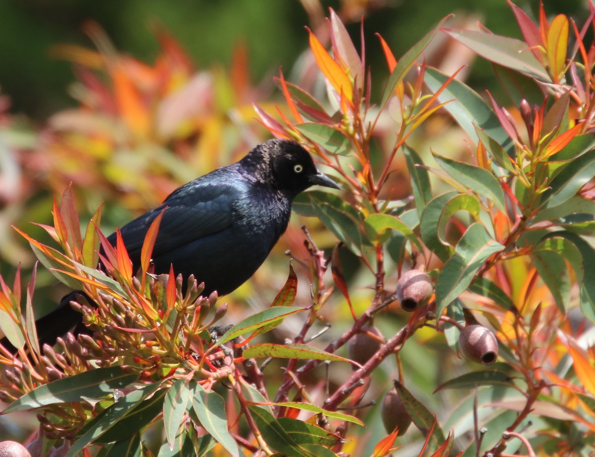 Brewer's Blackbird - ML153814931