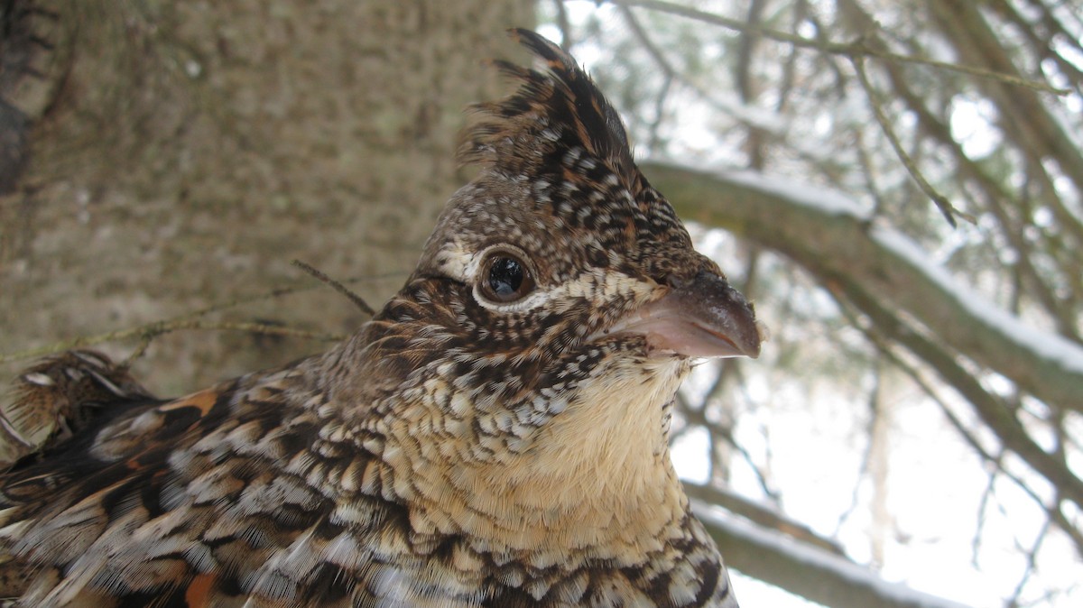 Ruffed Grouse - ML153814981