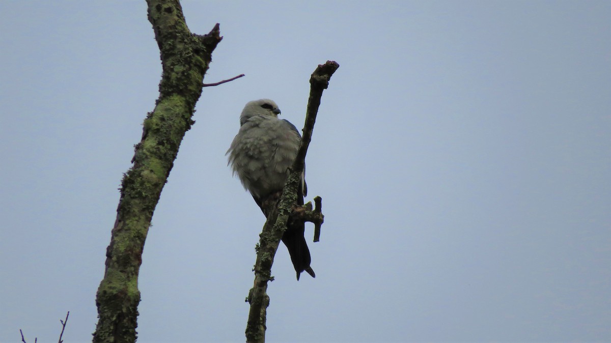 Mississippi Kite - ML153815281