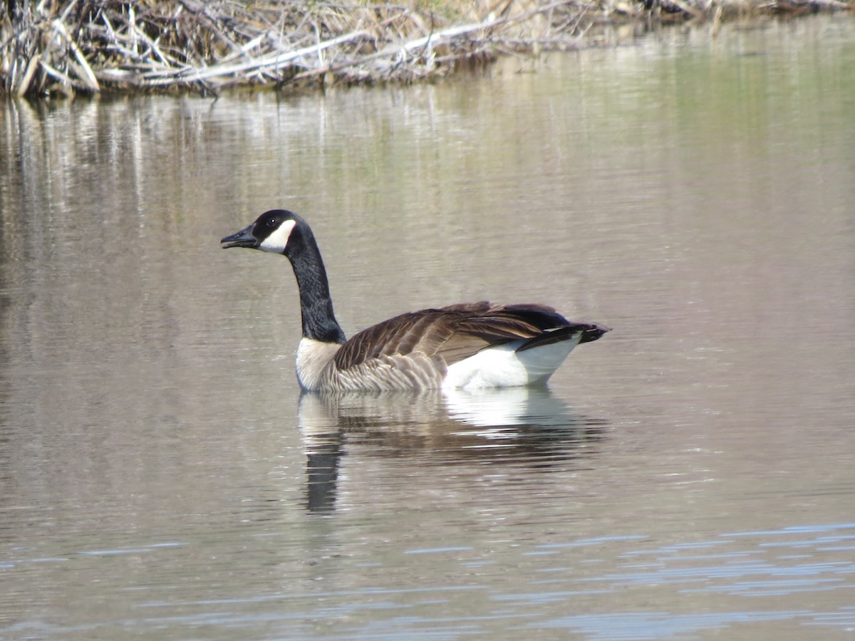 Canada Goose - ML153815451