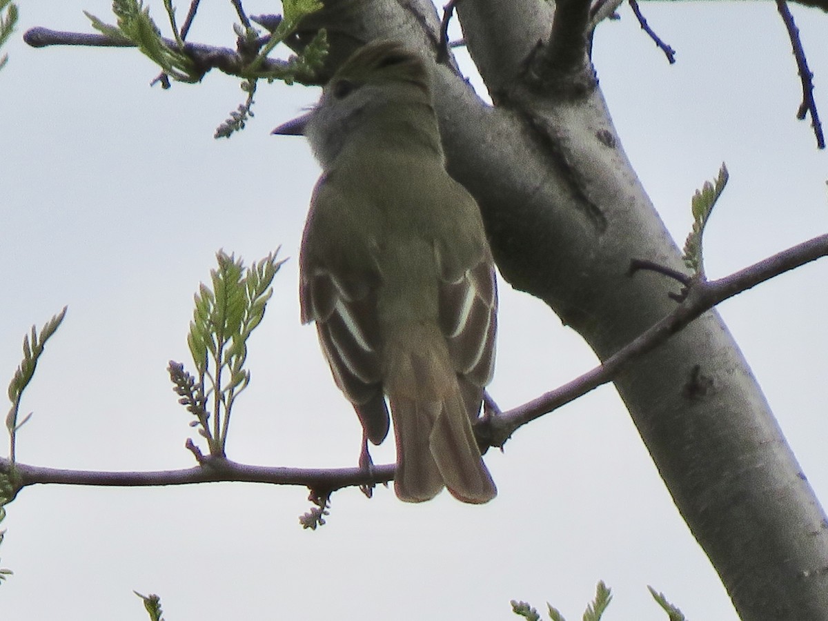 Great Crested Flycatcher - ML153815671